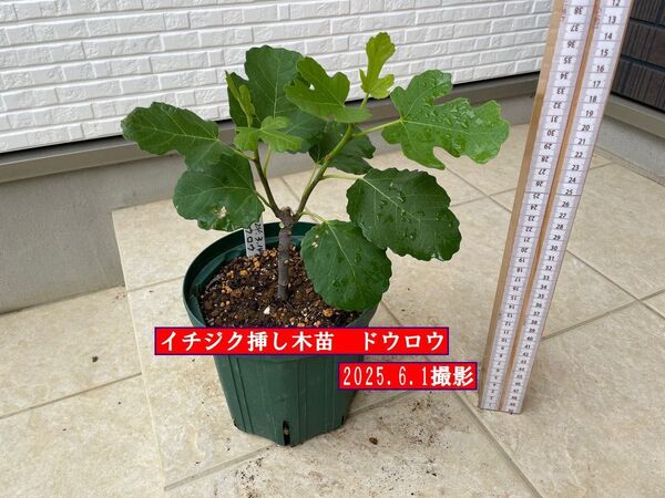 イチジク挿し木苗 ドウロウ