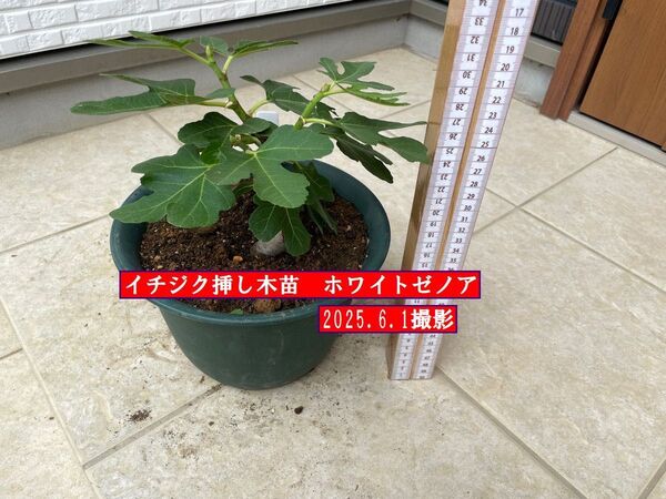 イチジク挿し木苗 ホワイトゼノア