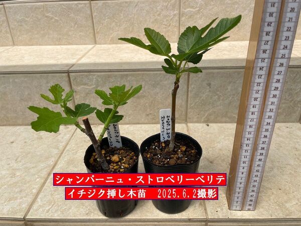 イチジク挿し木苗 シャンパーニュ・ストロベリーベリテ