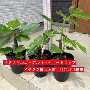 イチジク挿し木苗 アルマ・ネグロラルゴ・ハニードロップ