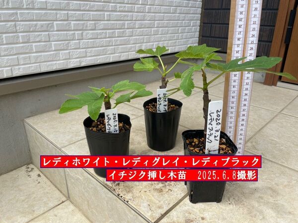 イチジク挿し木苗 レディホワイト・レディグレイ・レディブラック
