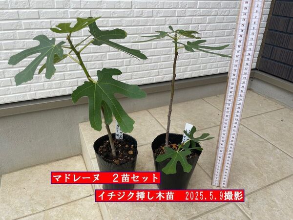 イチジク挿し木苗 マドレーヌ2苗セット