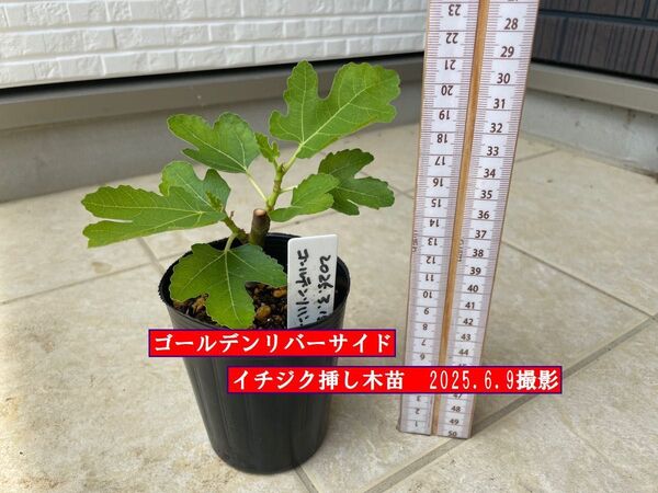 イチジク挿し木苗 ゴールデンリバーサイド