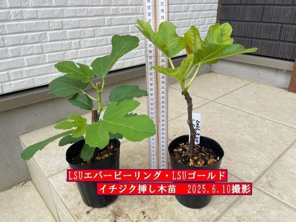 イチジク挿し木苗 LSUエバービーリング・LSUゴールド