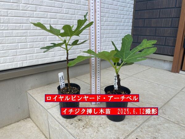 イチジク挿し木苗 ロイヤルビンヤード・アーチペル