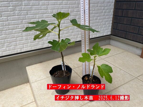 イチジク挿し木苗 ドーフィン・ノルドランド