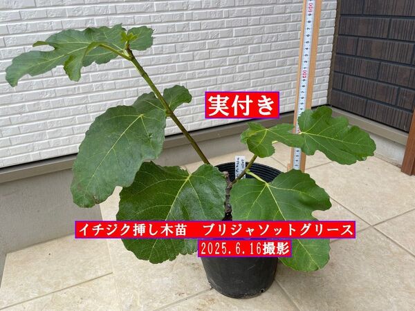 イチジク挿し木苗(実付き) ブリジャソットグリース
