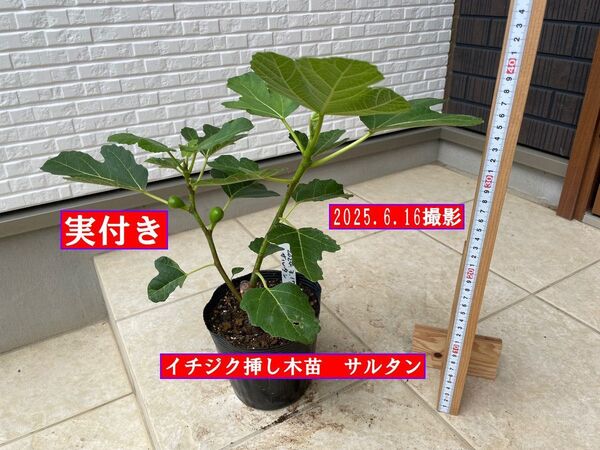 イチジク挿し木苗(実付き) サルタン