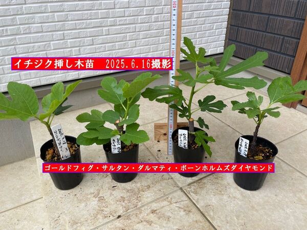 イチジク挿し木苗 ゴールドフィグ・サルタン・ダルマティ・ボーンホルムズダイヤモンド