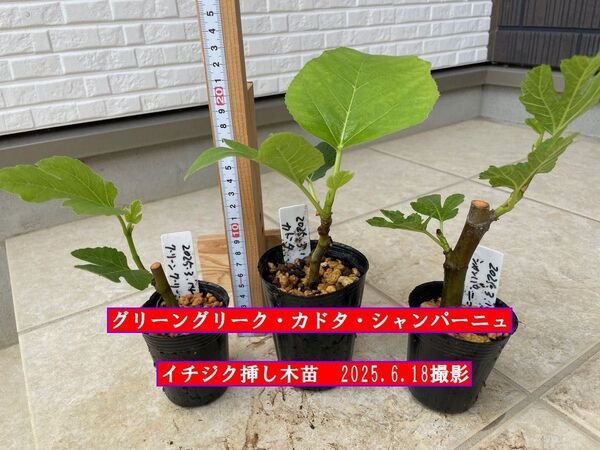 イチジク挿し木苗 グリーングリーク・カドタ・シャンパーニュ
