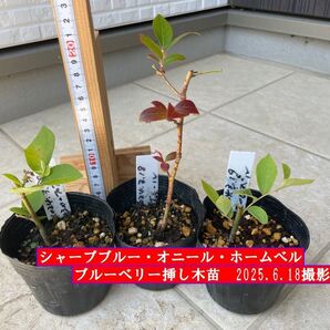 ブルーベリー挿し木苗 シャープブルー・オニール・ホームベル