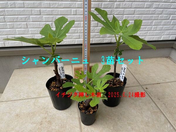 イチジク挿し木苗 シャンパーニュ3セット