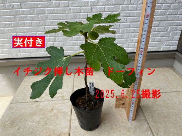 イチジク挿し木苗 ドーフィン(実付き)