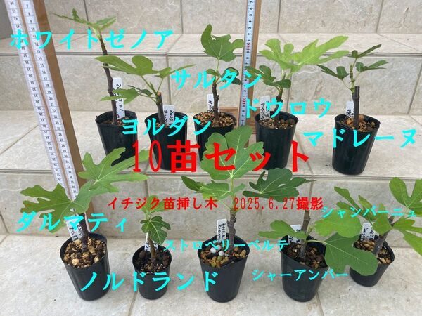 イチジク挿し木苗(10苗セット)ダルマティ、ノルドランド、ストロベリーベルテ、シャーアンバー、シャンパーニュ他