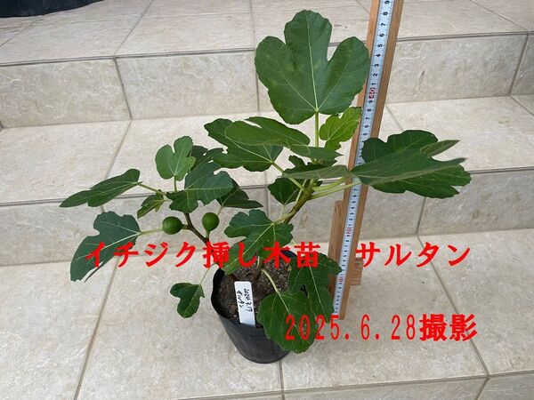 イチジク挿し木苗(実付き) サルタン