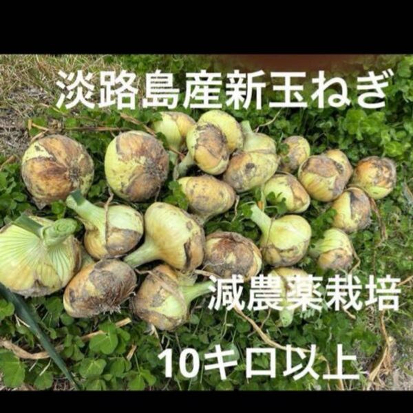 減農薬栽培 淡路島産新玉ねぎ ナカテ アンサー 10キロ以上 安心安全 離乳食に^ ^ 甘い 24時間カウントダウン再出品できます