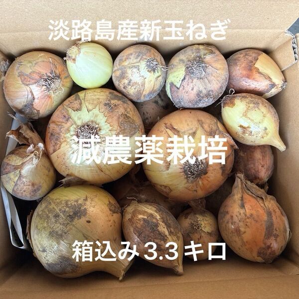 減農薬栽培 淡路島産新玉ねぎ ナカテ アンサー 安心安全 訳あり 箱込み3.3キロ 24時間カウントダウン出品し直しOK