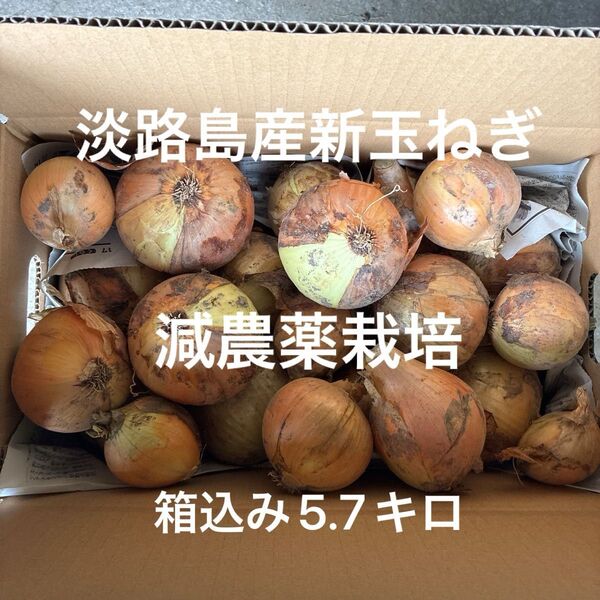 減農薬栽培 淡路島産新玉ねぎ ナカテ アンサー 安心安全 訳あり 箱込み5.7キロ 24時間カウントダウン出品し直しOK