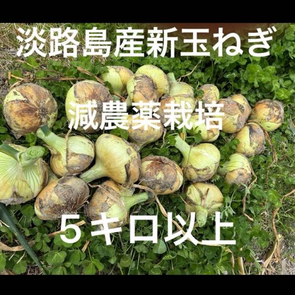 減農薬栽培 淡路島産新玉ねぎ ナカテ 泉州黄玉ねぎ 5キロ以上 安心安全 離乳食に^ ^ 24時間カウントダウン再出品できます