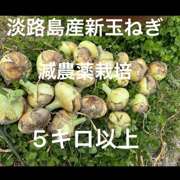減農薬栽培 淡路島産新玉ねぎ ナカテ 泉州黄玉ねぎ 5キロ以上 安心安全 離乳食に^ ^ 24時間カウントダウン再出品できます