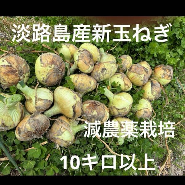 減農薬栽培 淡路島産新玉ねぎ ナカテ 泉州黄玉ねぎ 10キロ以上 安心安全 離乳食に^ ^ 24時間カウントダウン再出品できます