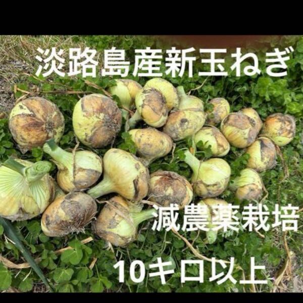 減農薬栽培 淡路島産新玉ねぎ ナカテ ターザン 10キロ以上 安心安全 離乳食に^ ^ 24時間カウントダウン再出品できます