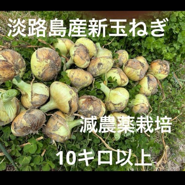 減農薬栽培 淡路島産新玉ねぎ ナカテ ターザン 10キロ以上 安心安全 離乳食に^ ^ 24時間カウントダウン再出品できます