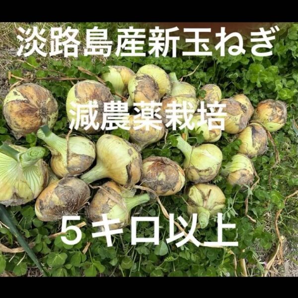 減農薬栽培 淡路島産新玉ねぎ ナカテ 泉州黄玉ねぎ 5キロ以上 安心安全 離乳食に^ ^ 24時間カウントダウン再出品できます