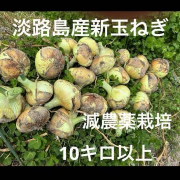 減農薬栽培 淡路島産新玉ねぎ ナカテ 泉州黄玉ねぎ 10キロ以上 安心安全 離乳食に^ ^ 24時間カウントダウン再出品できます