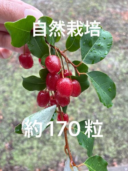 淡路島産 天然 自然 グミの実 約170粒