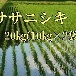 農家直送 ササニシキ白米20㎏ 令和6年産