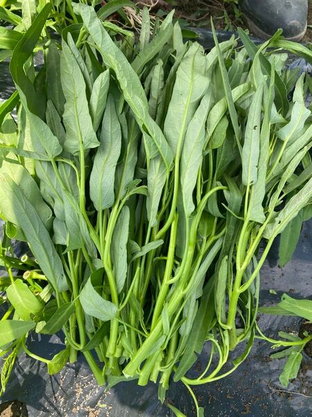 空芯菜 400g