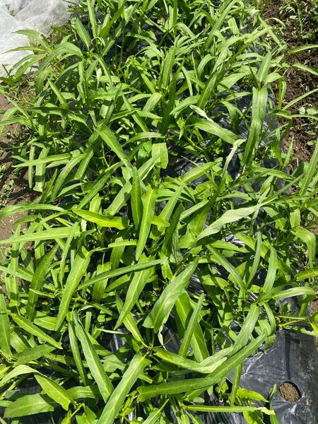 空芯菜 400g
