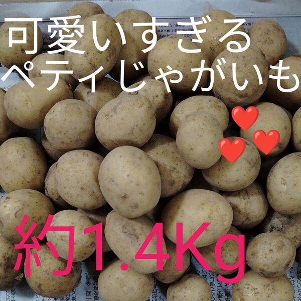 じゃがいも 新男爵ペティ 採れたて 新じゃが 土付き 皮のまま食べれます 鹿児島産