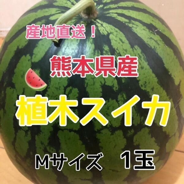 熊本県産 植木スイカ Mサイズ 1玉 送料無料