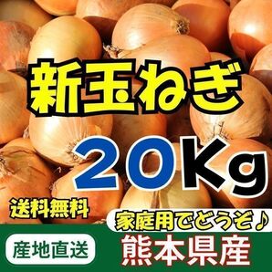 熊本県産 新玉ねぎ 約20kg 産地直送 家庭用