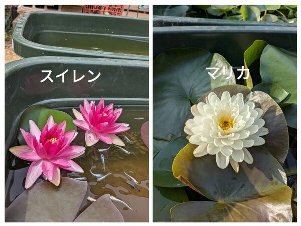 温帯性睡蓮 赤、白セット