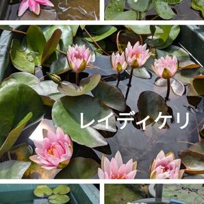 温帯性睡蓮、ヒメ睡蓮セット販売 どの組み合わせでも2株1190円