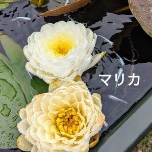 温帯性睡蓮 マリカ