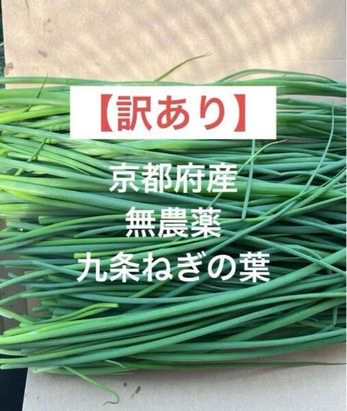【訳あり】 京都府産 無農薬 九条ネギの葉 九条ねぎの葉 ネコポスいっぱい
