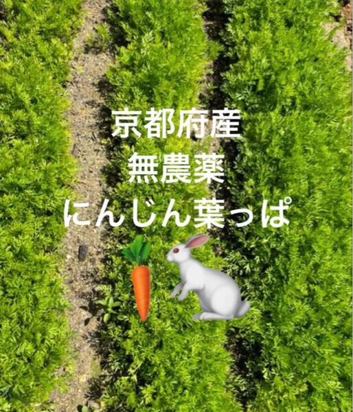 京都府産 無農薬 うさぎ小動物さん用 人参生葉 人参葉っぱ ネコポスいっぱい