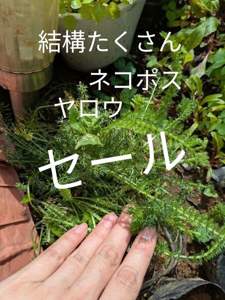 ハーブヤロウたくさんセットもりもり ネコポス匿名配送