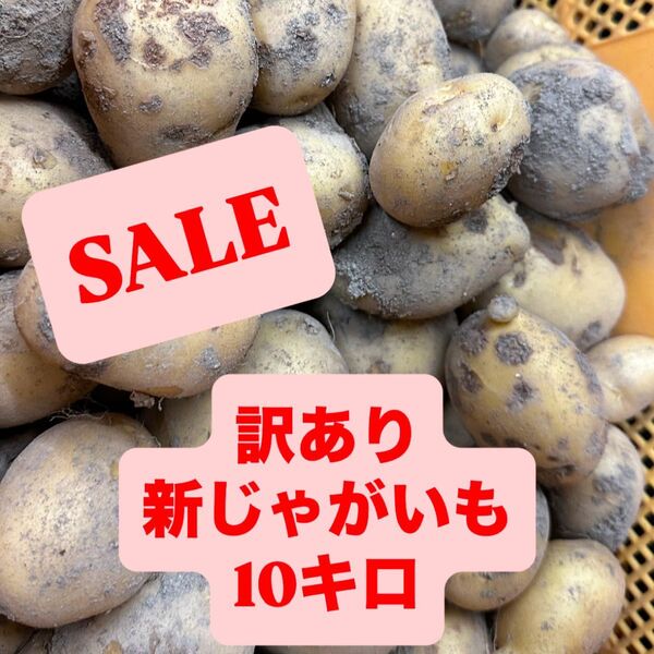 鹿児島県産 訳あり新じゃがいも10キロ