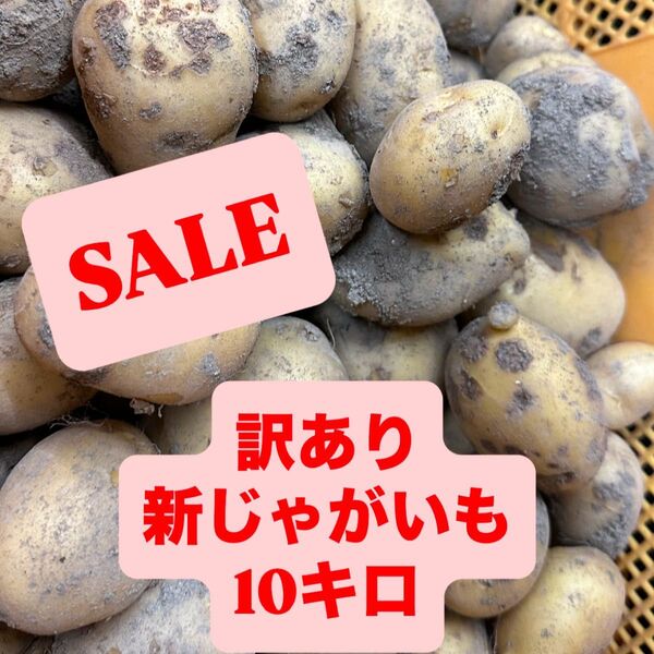 鹿児島県産 訳あり新じゃがいも10キロ