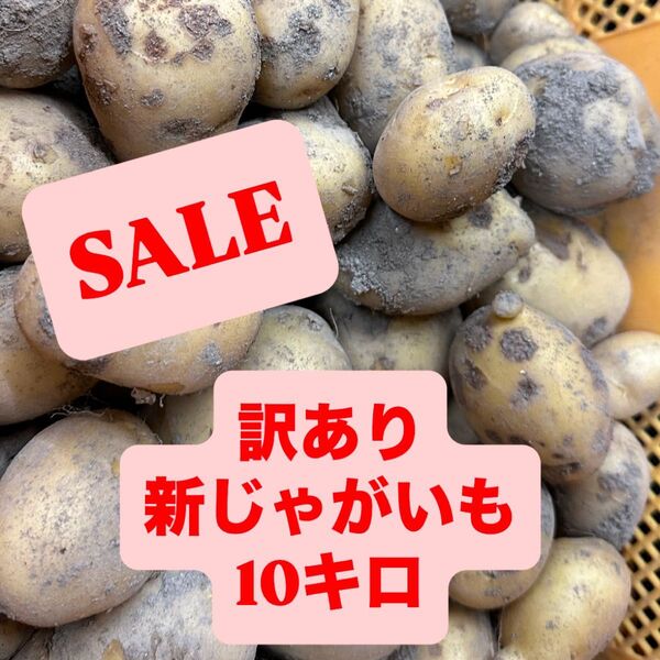 鹿児島県産 訳あり新じゃがいも10キロ