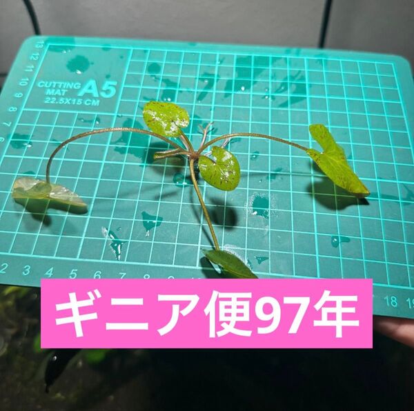 タイガーロータスグリーン ギニア便1997年