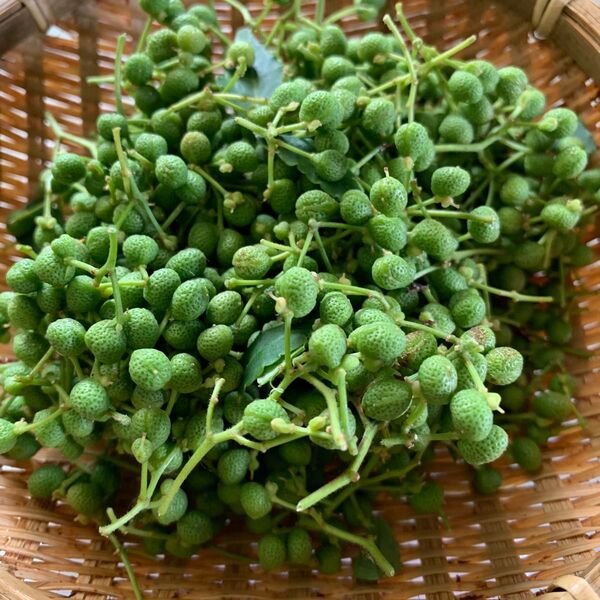 北陸田舎 無農薬山椒の実 200g+おまけ