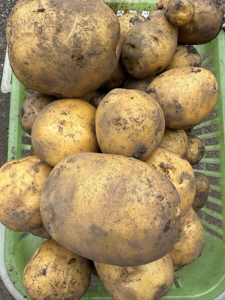 新ジャガイモ無農薬5kg