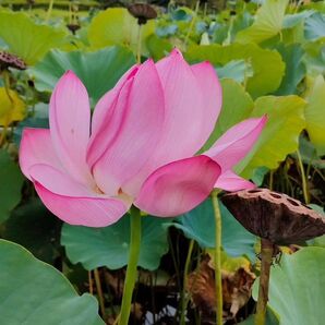 お花 蓮
