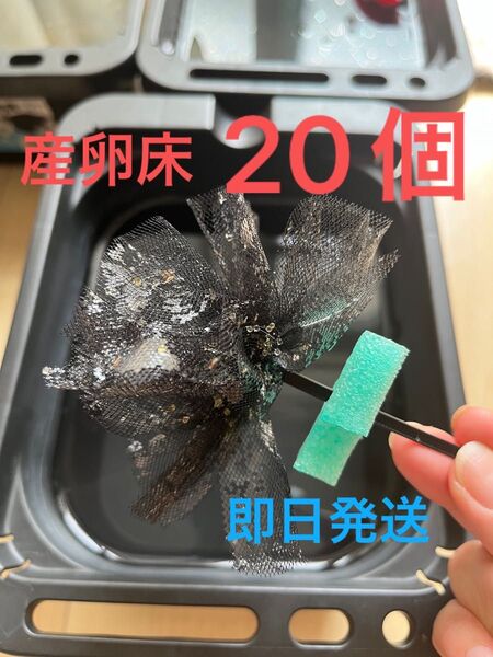 メダカ産卵床 20個 浮き付 コロたまボール メダカ 飼育